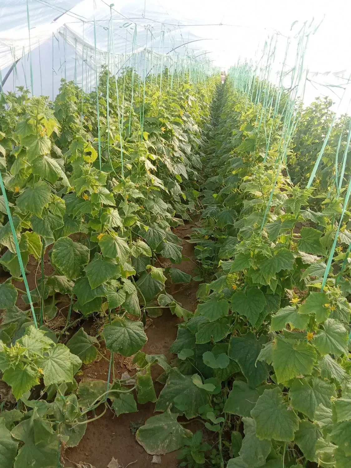 فروش بذر خیار|گل و گیاه طبیعی|عنبرآباد, |دیوار