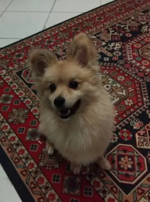 سگ پامرانین نر|سگ|کرج, گوهردشت|دیوار