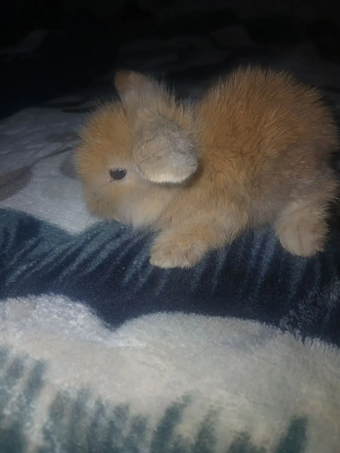 خرگوش لوپ دوماهه|موش و خرگوش|فولادشهر, C4|دیوار