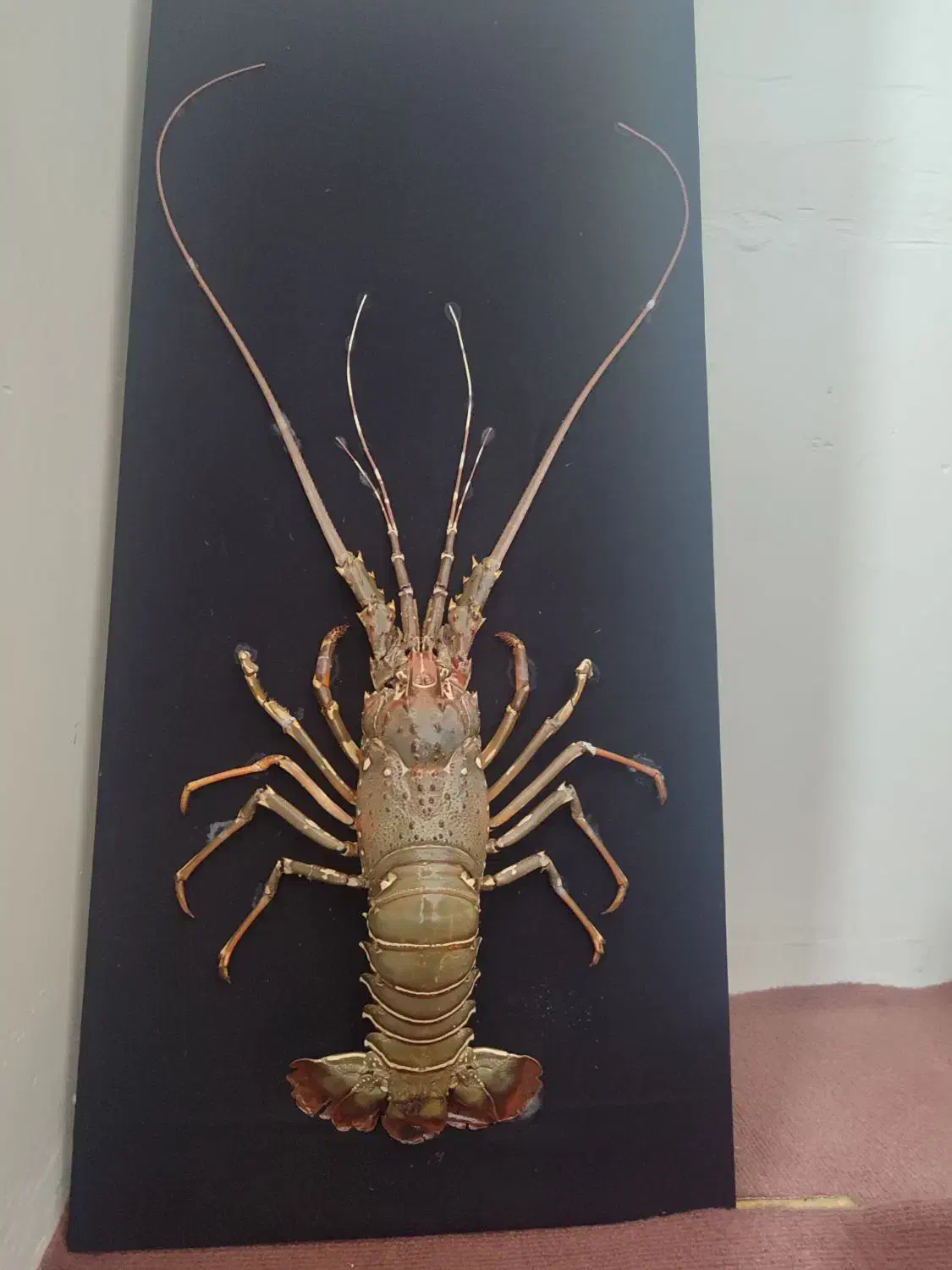 تابلو|تابلو، نقاشی، عکس|چابهار, |دیوار