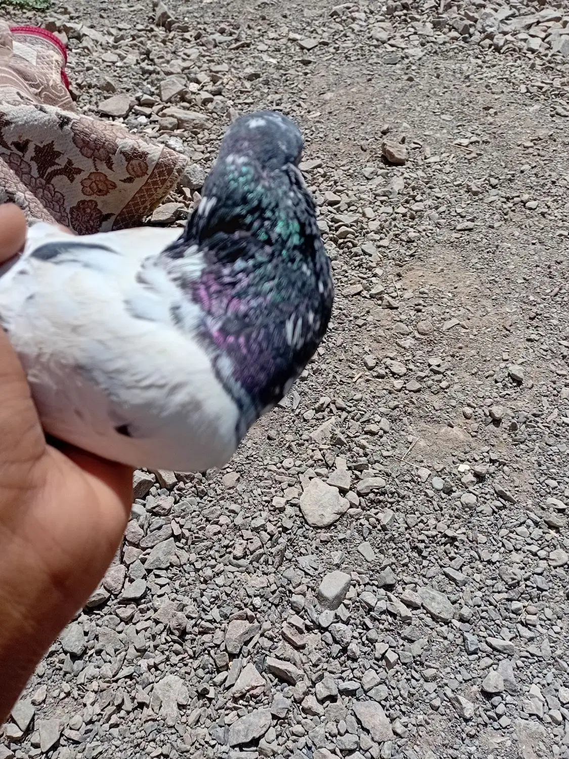 کفتر|پرنده|رودان, |دیوار
