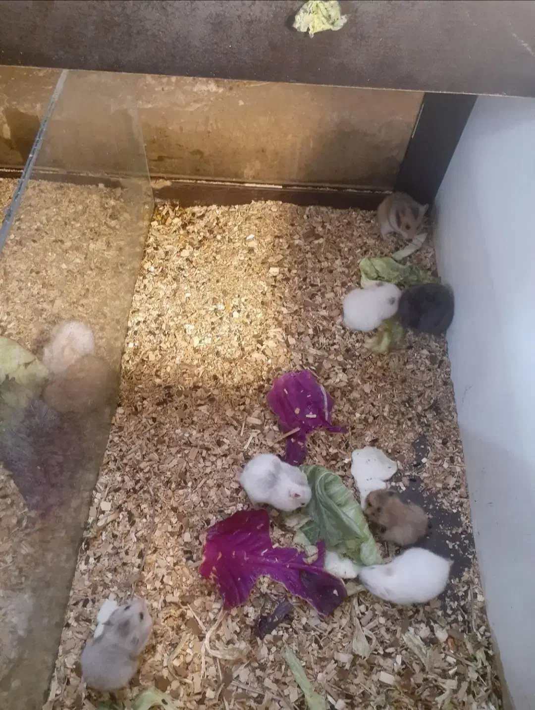 دنیای همستر|موش و خرگوش|اصفهان, ناصرخسرو|دیوار