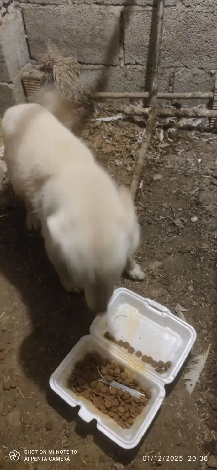 سگ پا کوتاه پیدا شده|حیوانات|خرم‌آباد (تنکابن), |دیوار