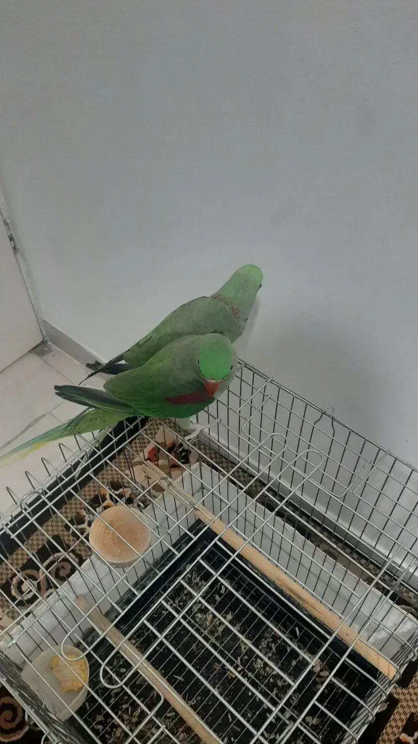 جفت شاه طوطی نروماده هردودستی ورام|پرنده|شهریار, شهرک وائین|دیوار