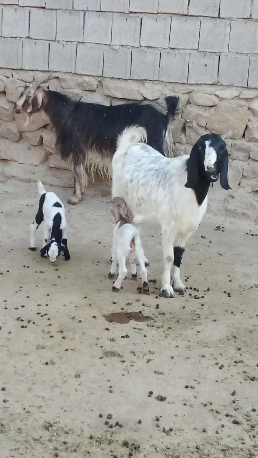 یارزاق بنام روزی دهنده یکتا|حیوانات مزرعه|دهدشت, |دیوار