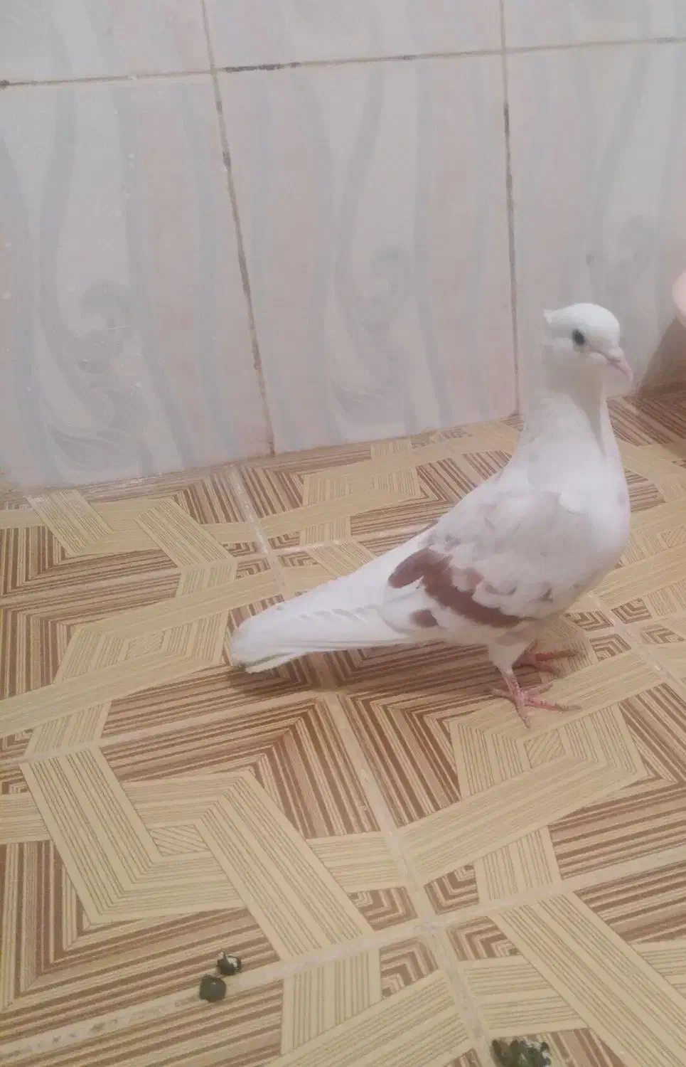 کفتر|پرنده|دورود, |دیوار