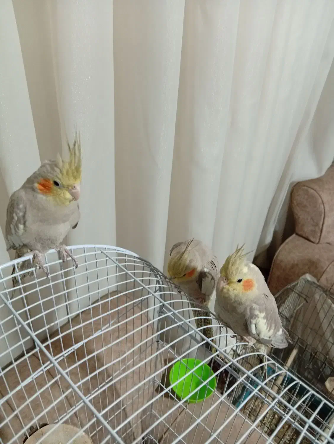 ۴ عروس هلندی، دستی، قفس و وسایل کامل|پرنده|قرچک, شهرک طلائیه|دیوار