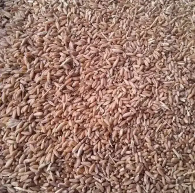 فروش گندم دیم|عمده‌فروشی|نهاوند, |دیوار