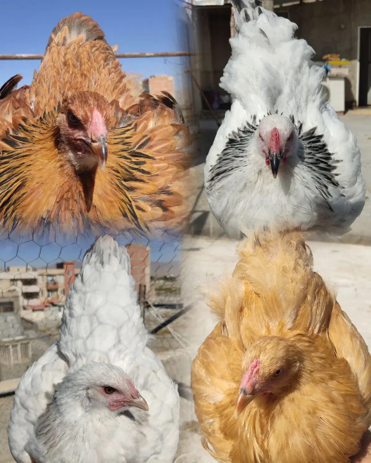 مرغ خروس جوجه برهما لایت بلک بوف بلو پاتریچ لمون|حیوانات مزرعه|تهران, گیشا|دیوار