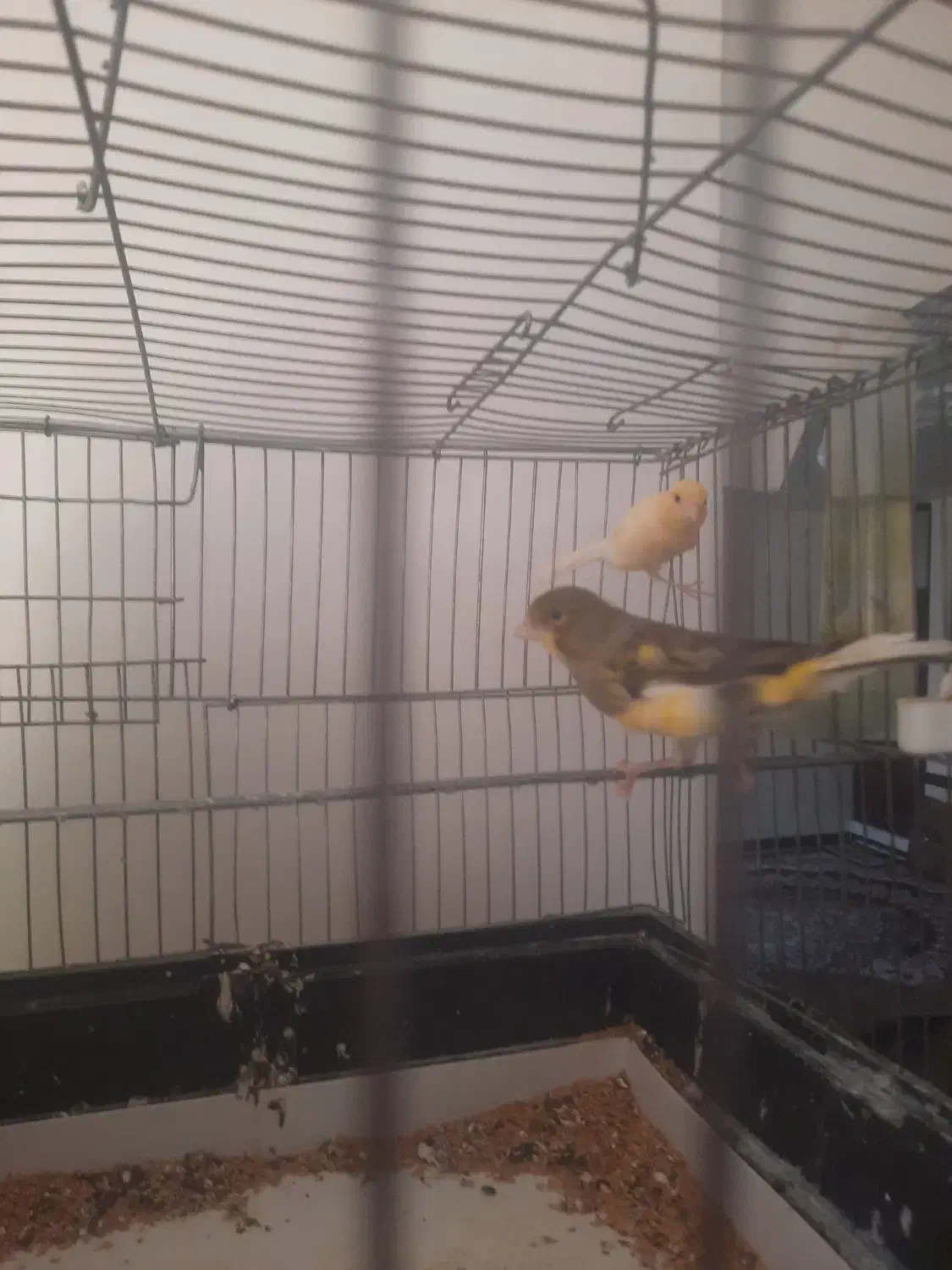 جفت قناری تخم گذار|پرنده|سردشت, |دیوار