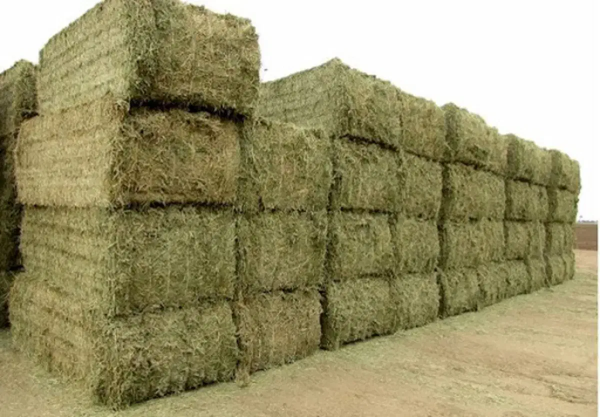 خرید و فروش کاه و یونجه|حیوانات مزرعه|قروه, |دیوار