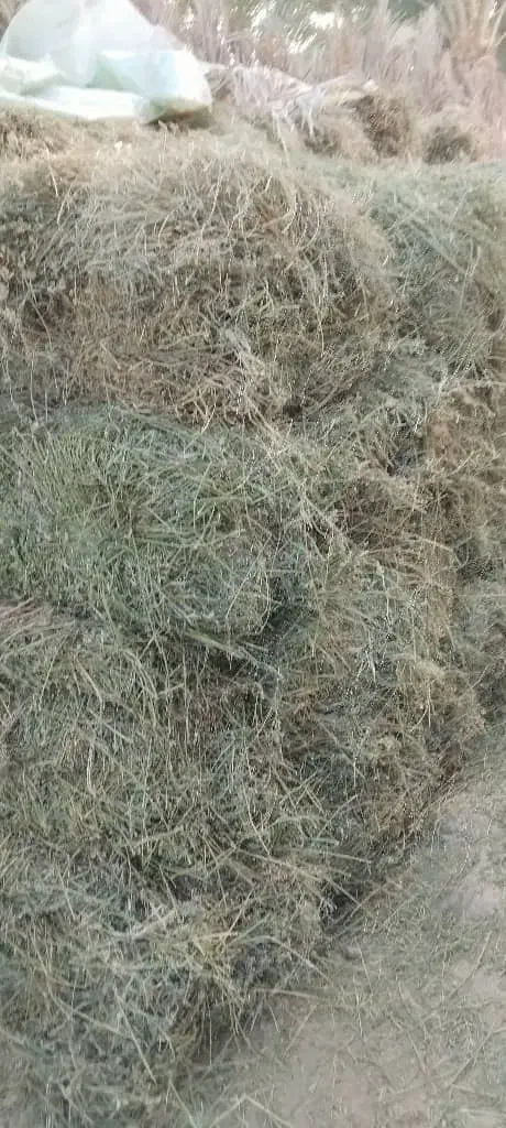 بیده قالبی|خدمات باغبانی و درختکاری|جیرفت, |دیوار