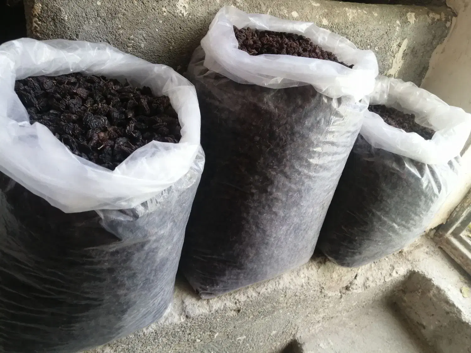 کشمش و فخری ترو تمیز ورجوی|خوردنی و آشامیدنی|مراغه, |دیوار