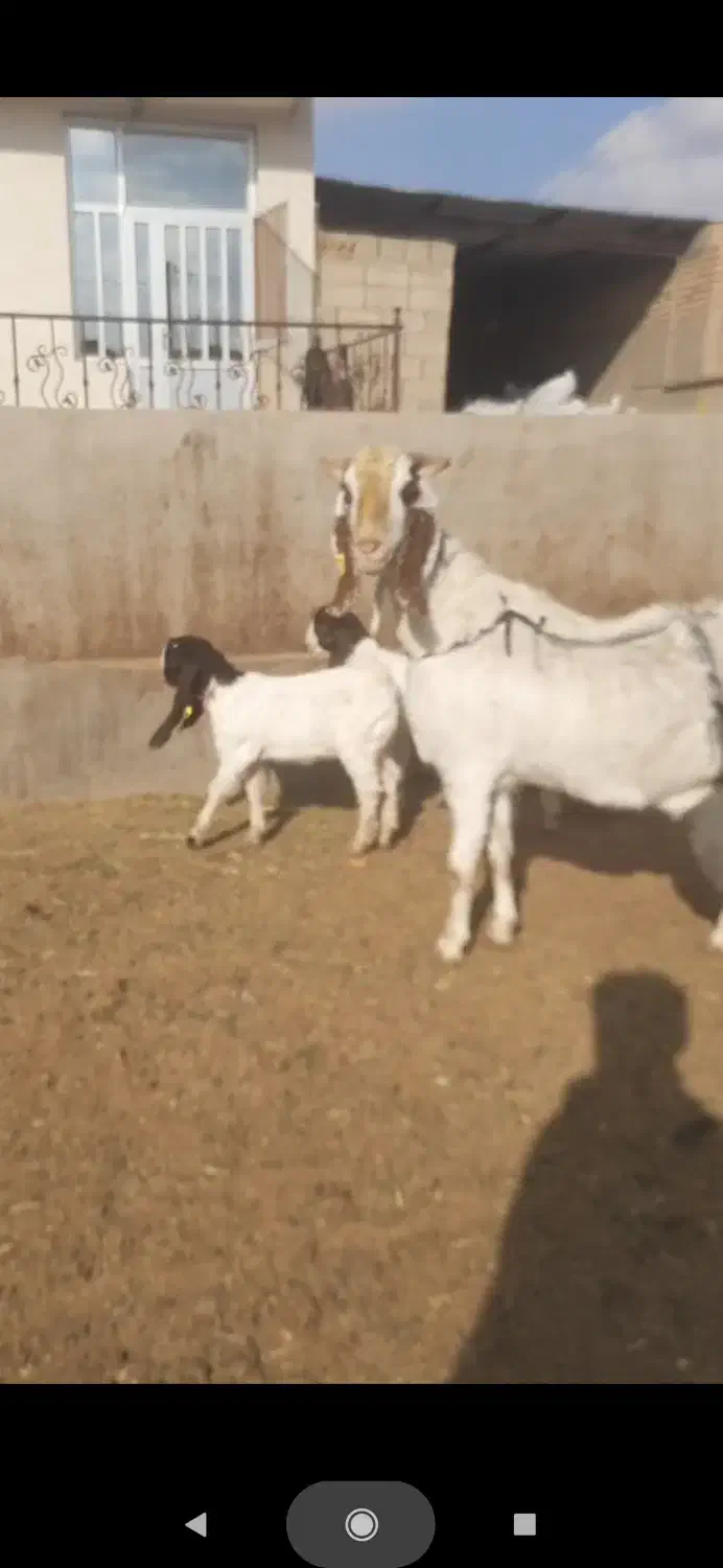 دوعدد بز پاکستانی|حیوانات مزرعه|سبزوار, قصبه غربی|دیوار