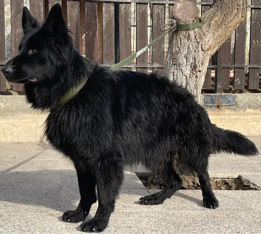 سگ ژرمن بلک ماده 215|سگ|محمدشهر, عباس آباد|دیوار