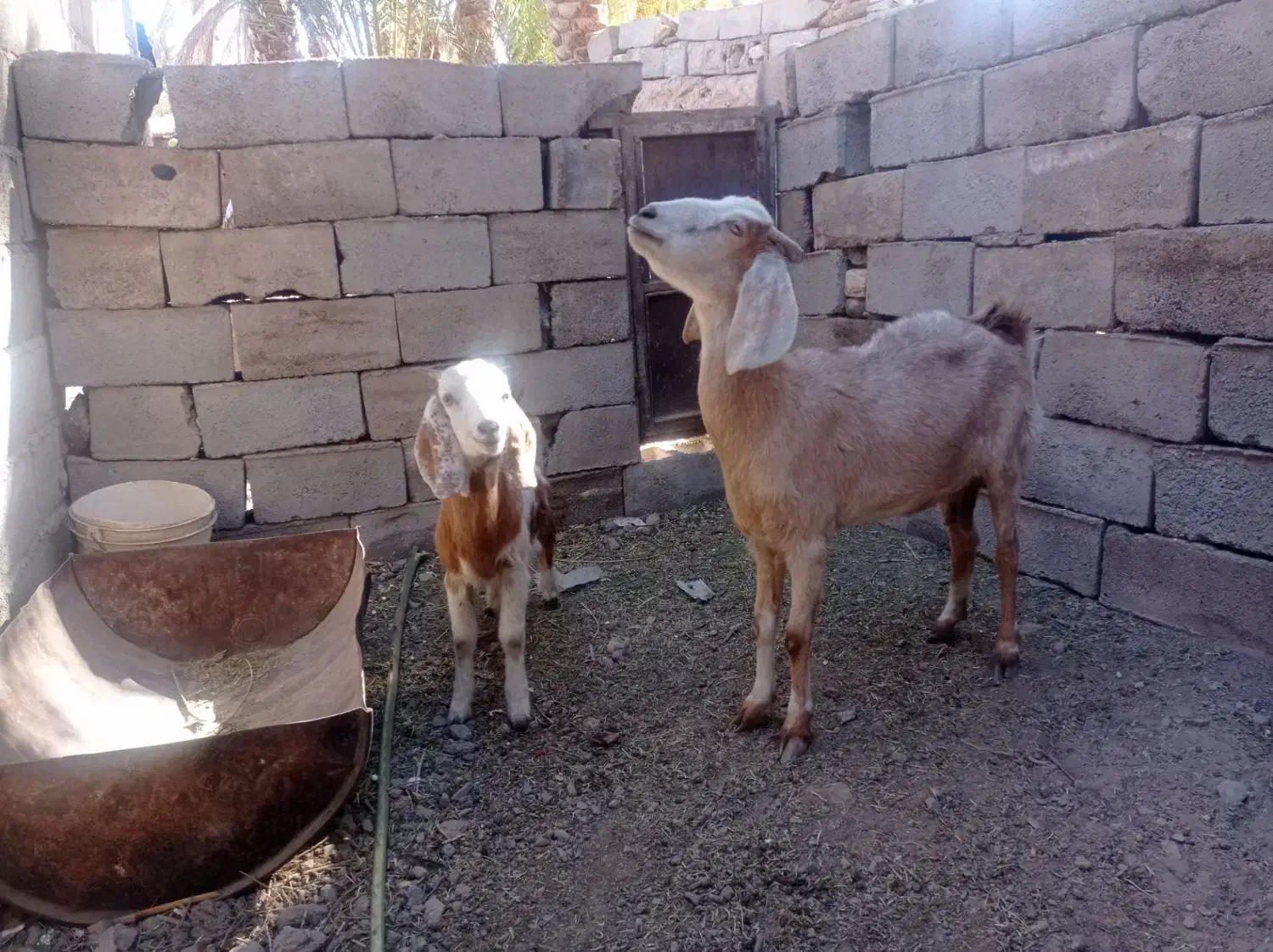 123|حیوانات مزرعه|گلباف, |دیوار