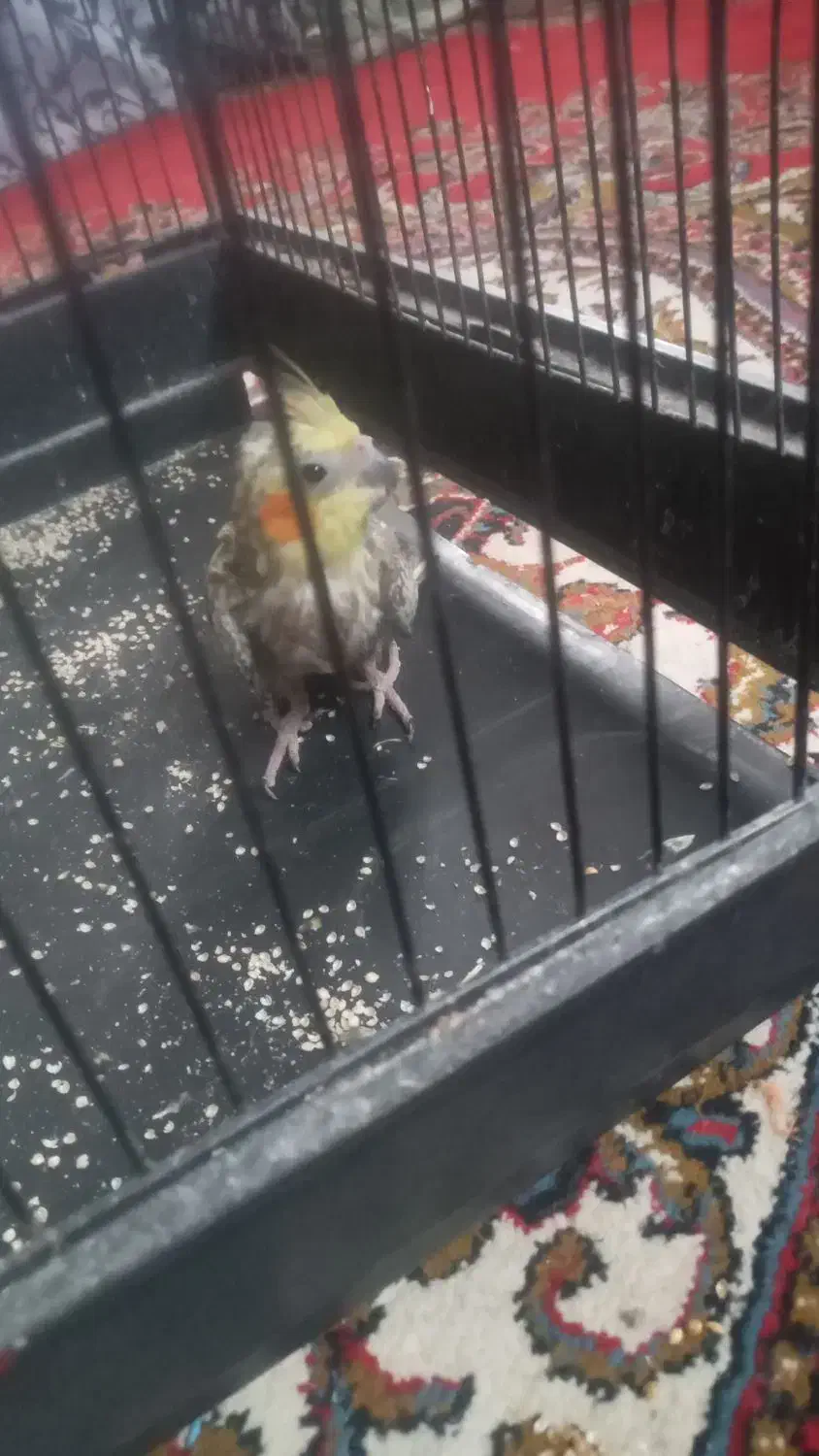 عروس هلندی|پرنده|کردکوی, |دیوار