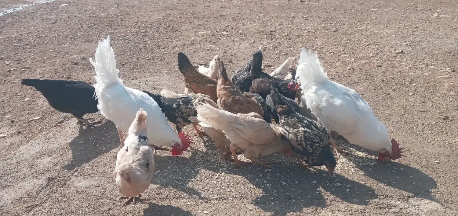 مرغ خروس جوجه|حیوانات مزرعه|کوهدشت, |دیوار