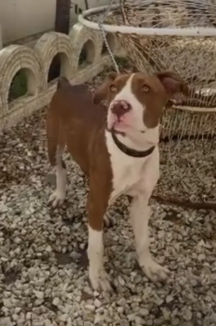 گمشده|حیوانات|قزوین, |دیوار