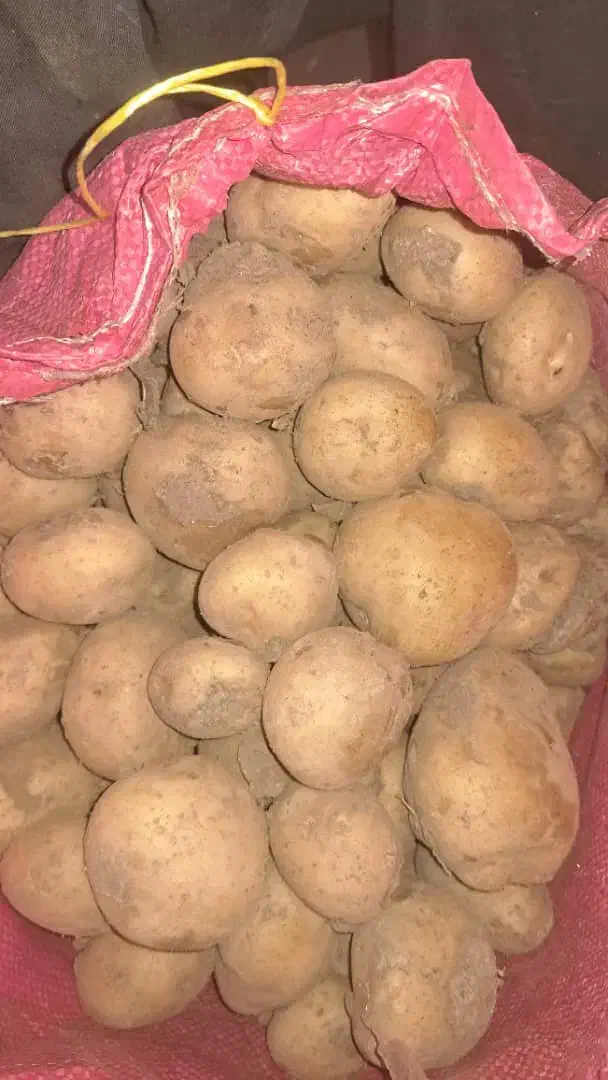 بذر سیب سانته۴۰۲|خدمات باغبانی و درختکاری|فریدونشهر, |دیوار