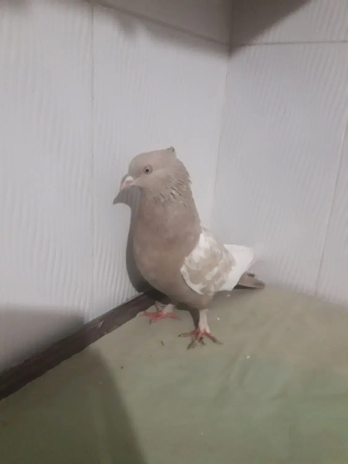 سینه کرمی مرتب|پرنده|شیروان (خراسان), |دیوار