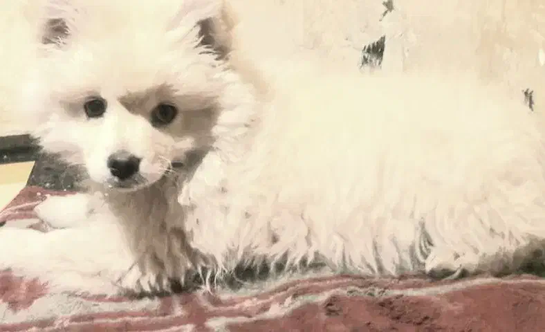 توله سگ پامر|سگ|آفتاب, |دیوار