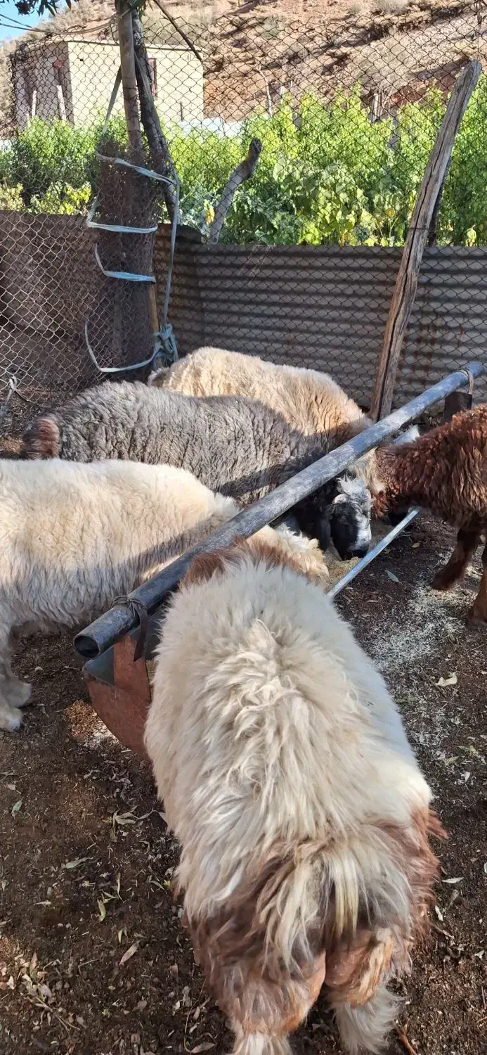 فروش کهره و بره|حیوانات مزرعه|شیراز, شهرک والفجر|دیوار