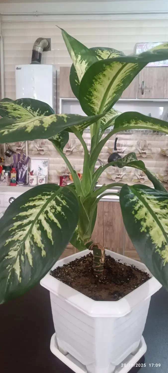 گل دیفن باخی|گل و گیاه طبیعی|کرمانشاه, |دیوار