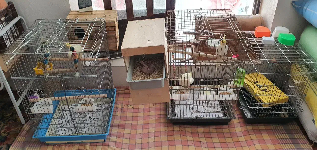 طوطی عروس هلندی|پرنده|سیدان, |دیوار