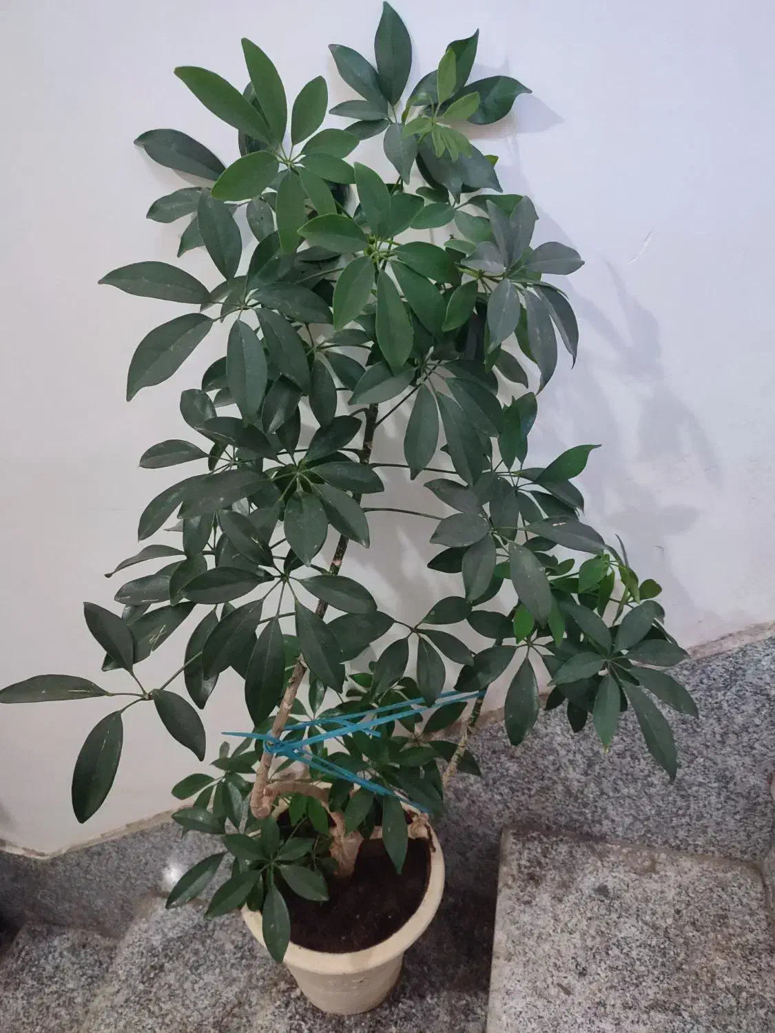 فروش گلها|گل و گیاه طبیعی|مراغه, |دیوار