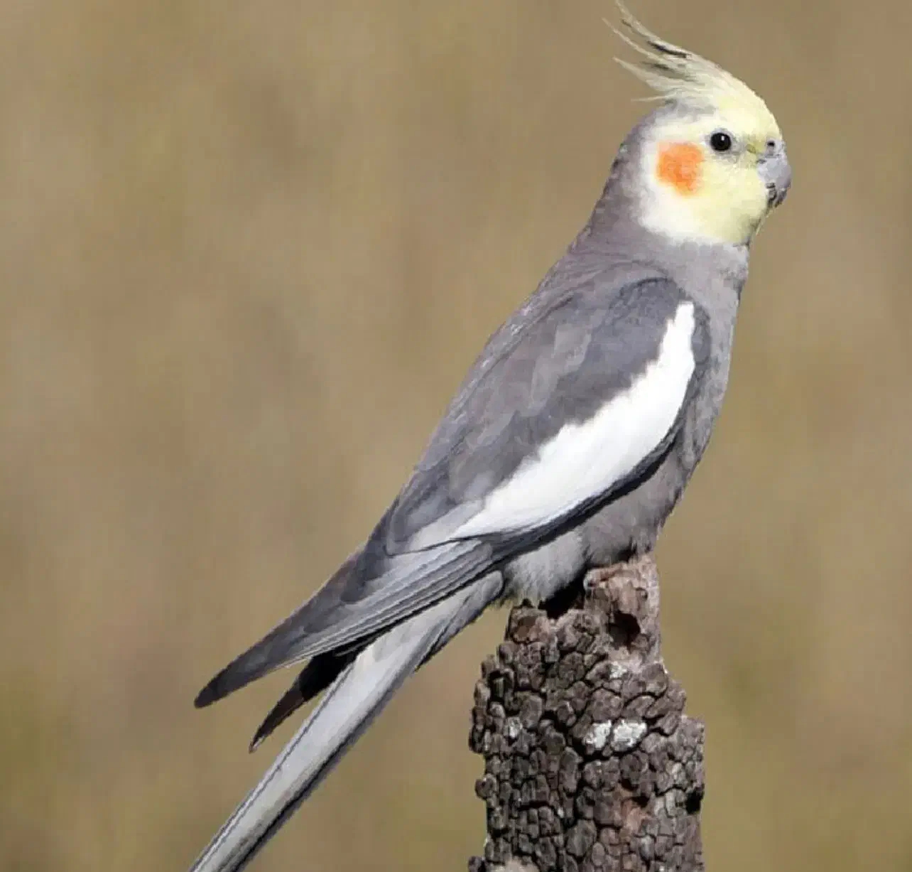 دوتا عروس هلندی خاکستری و سفید|حیوانات|مشهد, کوثر|دیوار