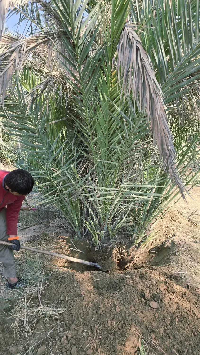 دمیت پاجوش مرکز تحقیقات سازمان جهاد کشاورزی|خدمات باغبانی و درختکاری|آبپخش, |دیوار