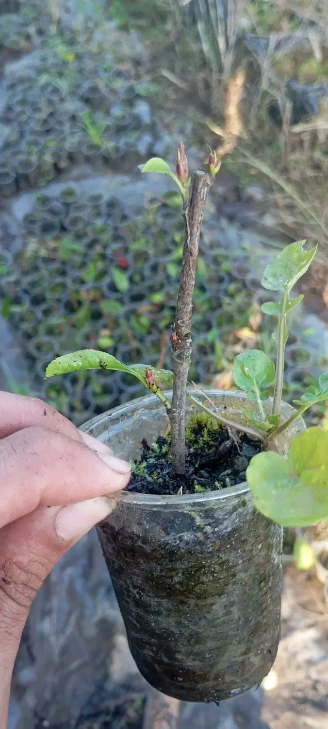 گل فوتونیا لیوانی ریشه دار|گل و گیاه طبیعی|واجارگاه, |دیوار