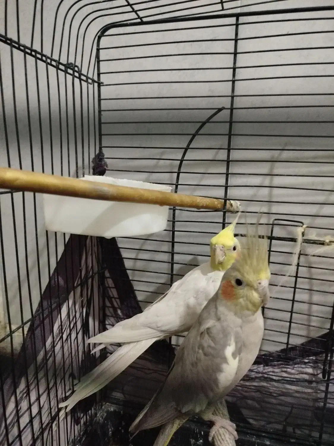 طوطی|پرنده|کوهین, |دیوار