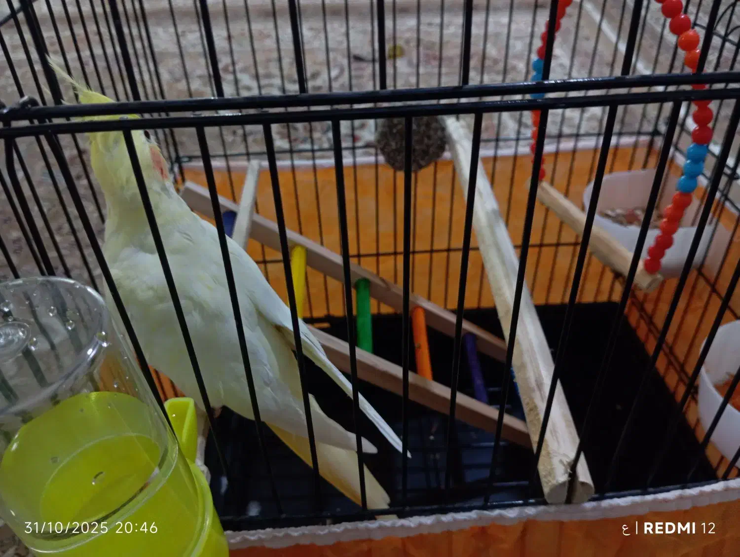 عروس هلندی رام رنگ لوتینو|پرنده|کرمانشاه, |دیوار