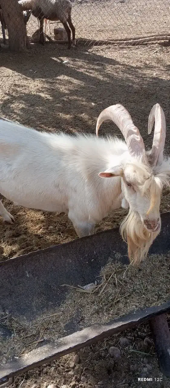 نر سانن اصل و کهره سانن|حیوانات مزرعه|یزد, |دیوار