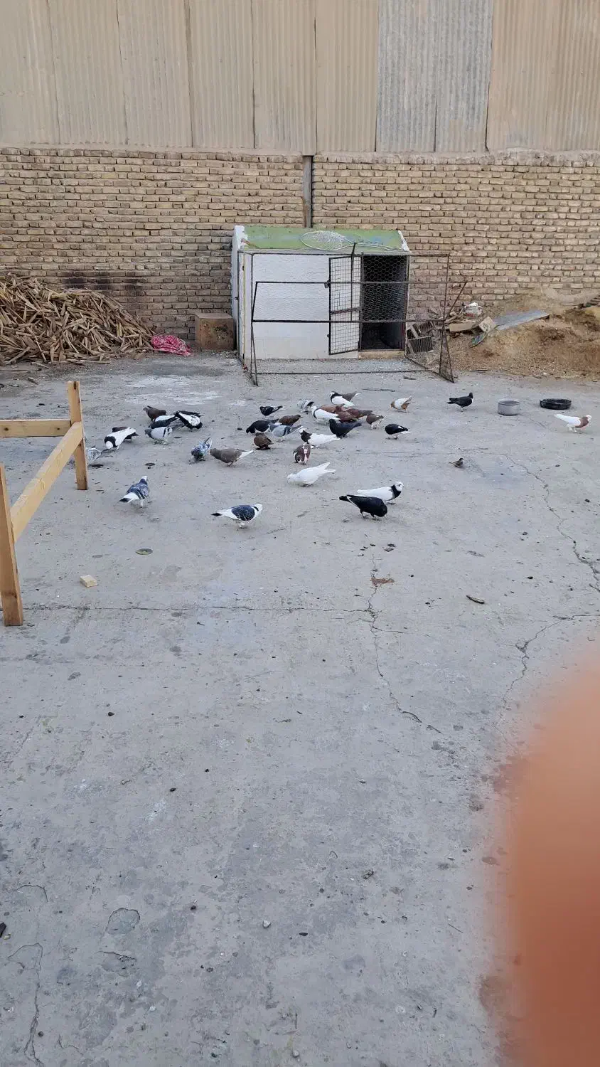 کبوتر نر|پرنده|راور, |دیوار