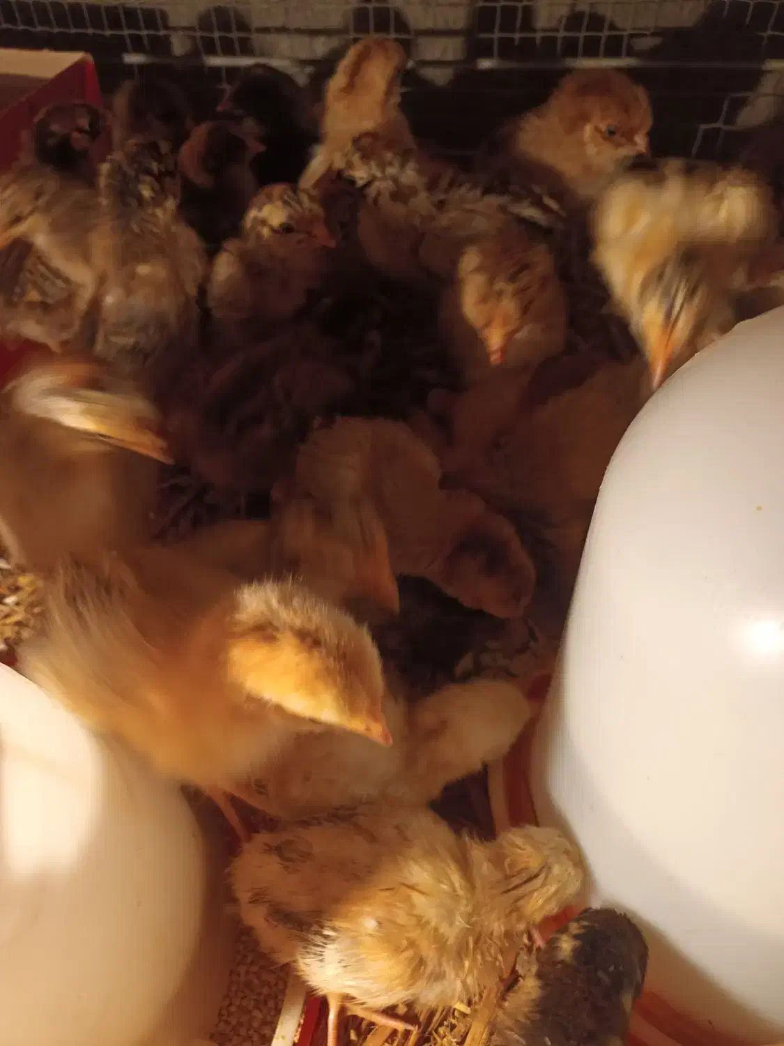 جوجه گلین  و محلی|حیوانات مزرعه|کوهی‌خیل, |دیوار