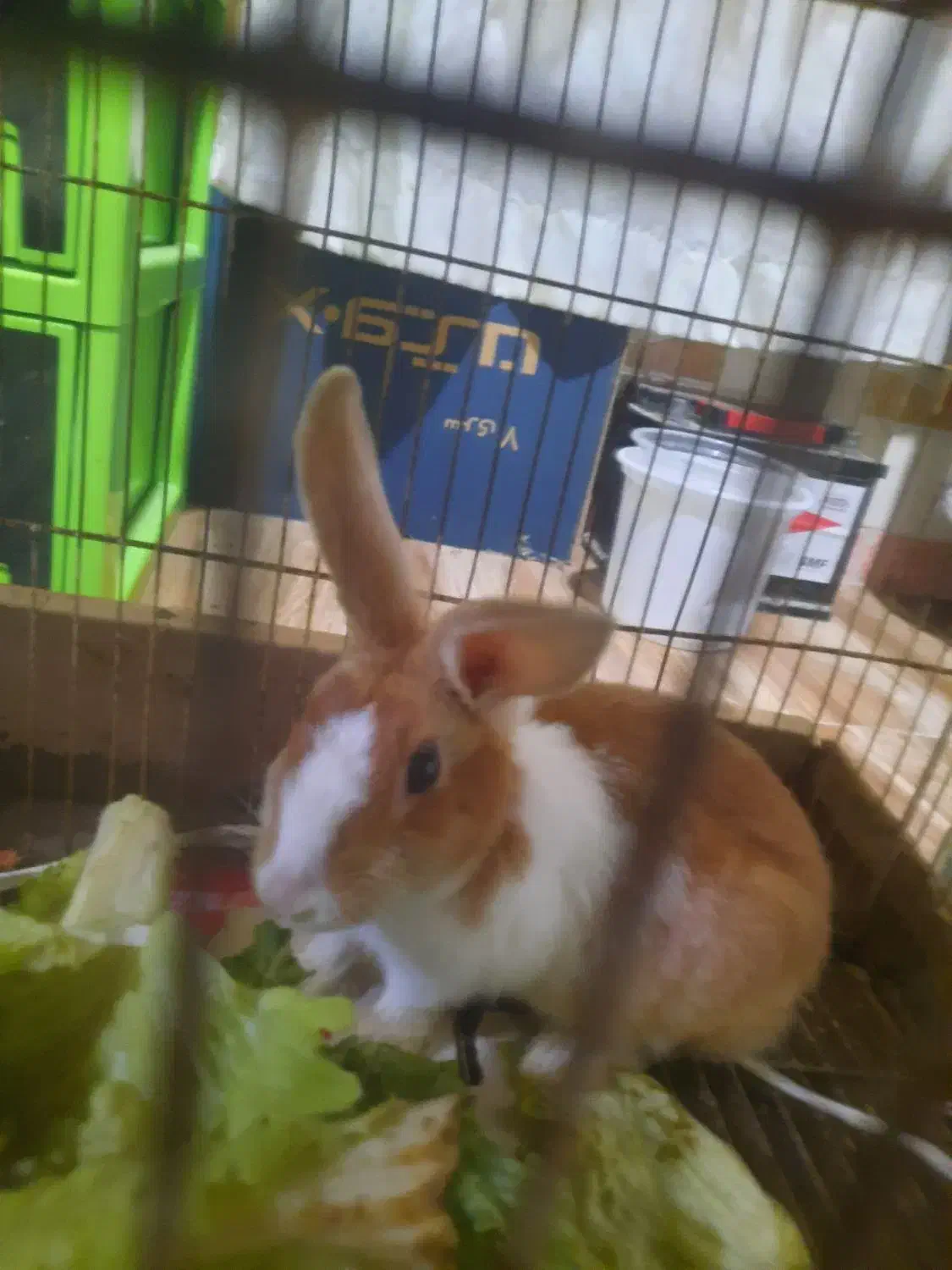 خرگوش ماده|موش و خرگوش|مشهد, تلگرد|دیوار