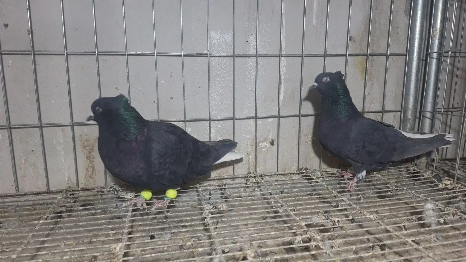 چند تاکفتر فروشی|پرنده|فریمان, |دیوار