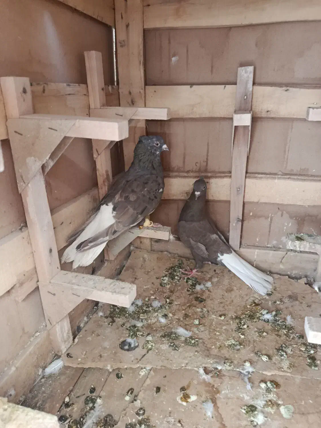 کفتر|پرنده|شیراز, نارنجستان|دیوار