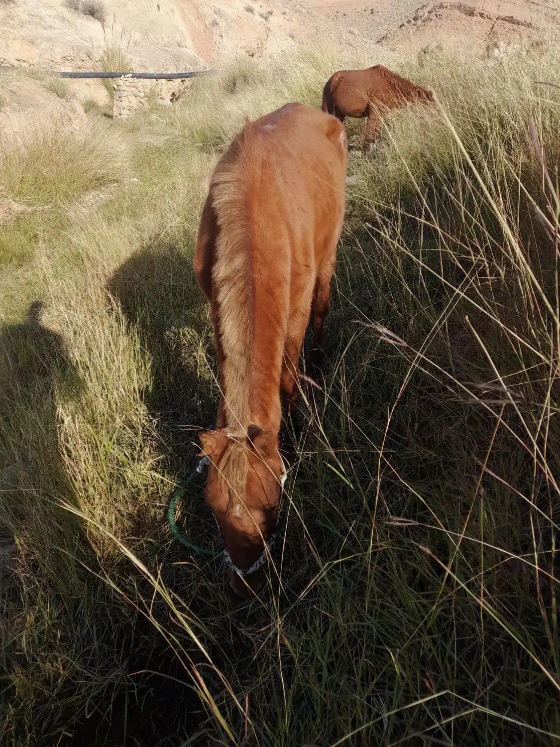 حیوان|حیوانات مزرعه|ایذه, |دیوار