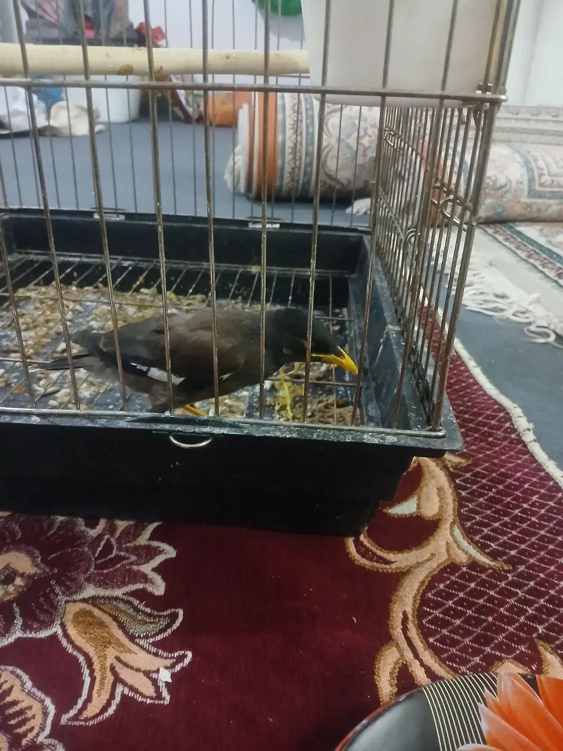 جوجه مینا|پرنده|مشکین‌دشت, |دیوار