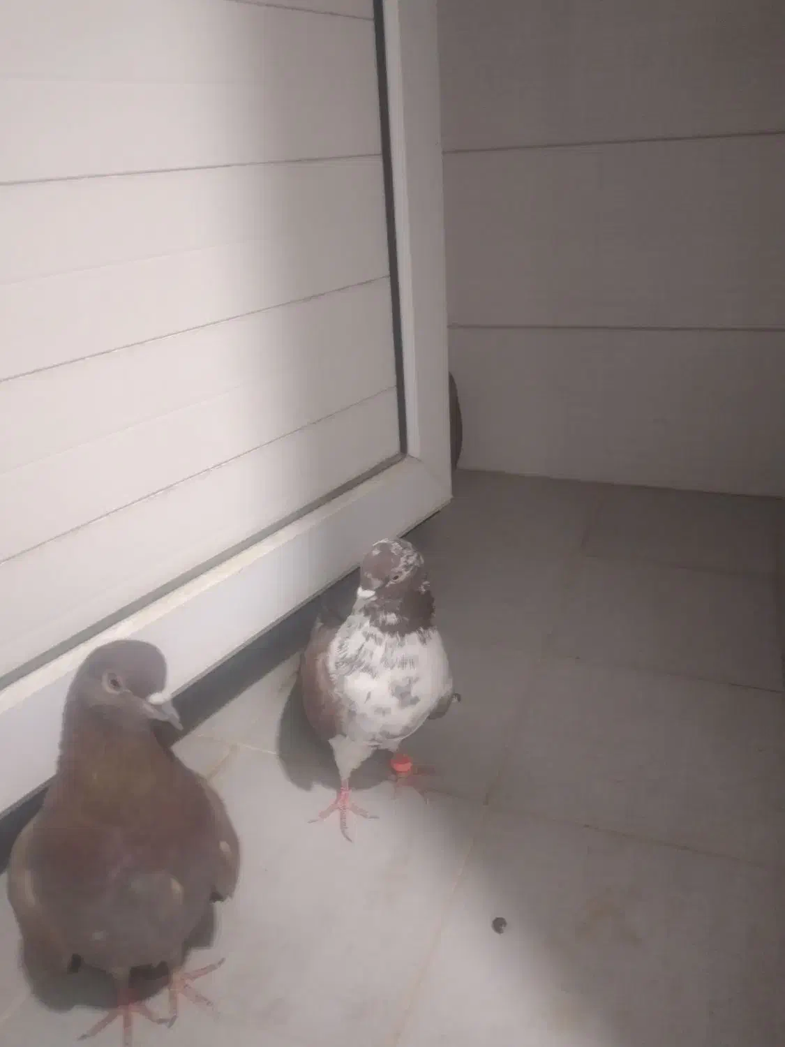 کبوتر|پرنده|خمینی‌شهر, |دیوار