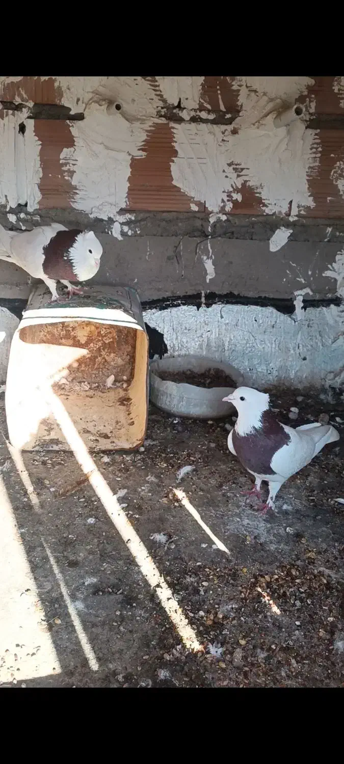 کفتر|پرنده|کرمان, |دیوار