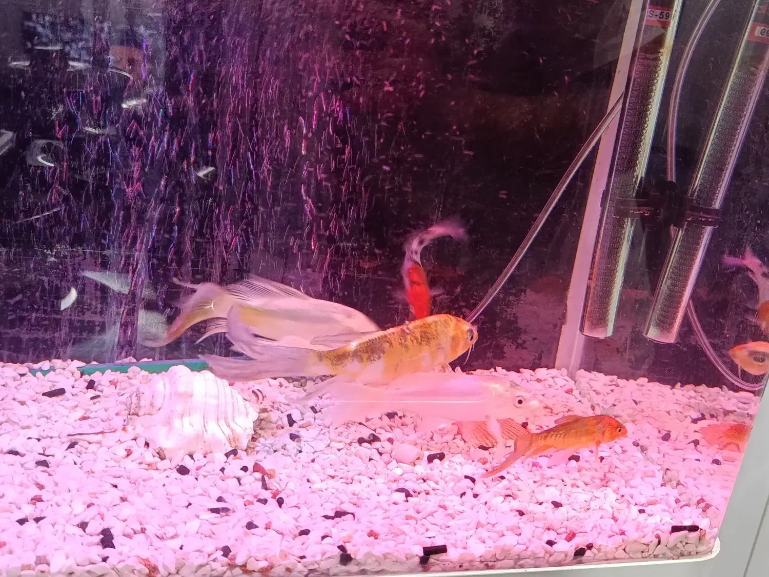 ماهی کوی|ماهی|پاکدشت, پاکدشت (مامازند)|دیوار