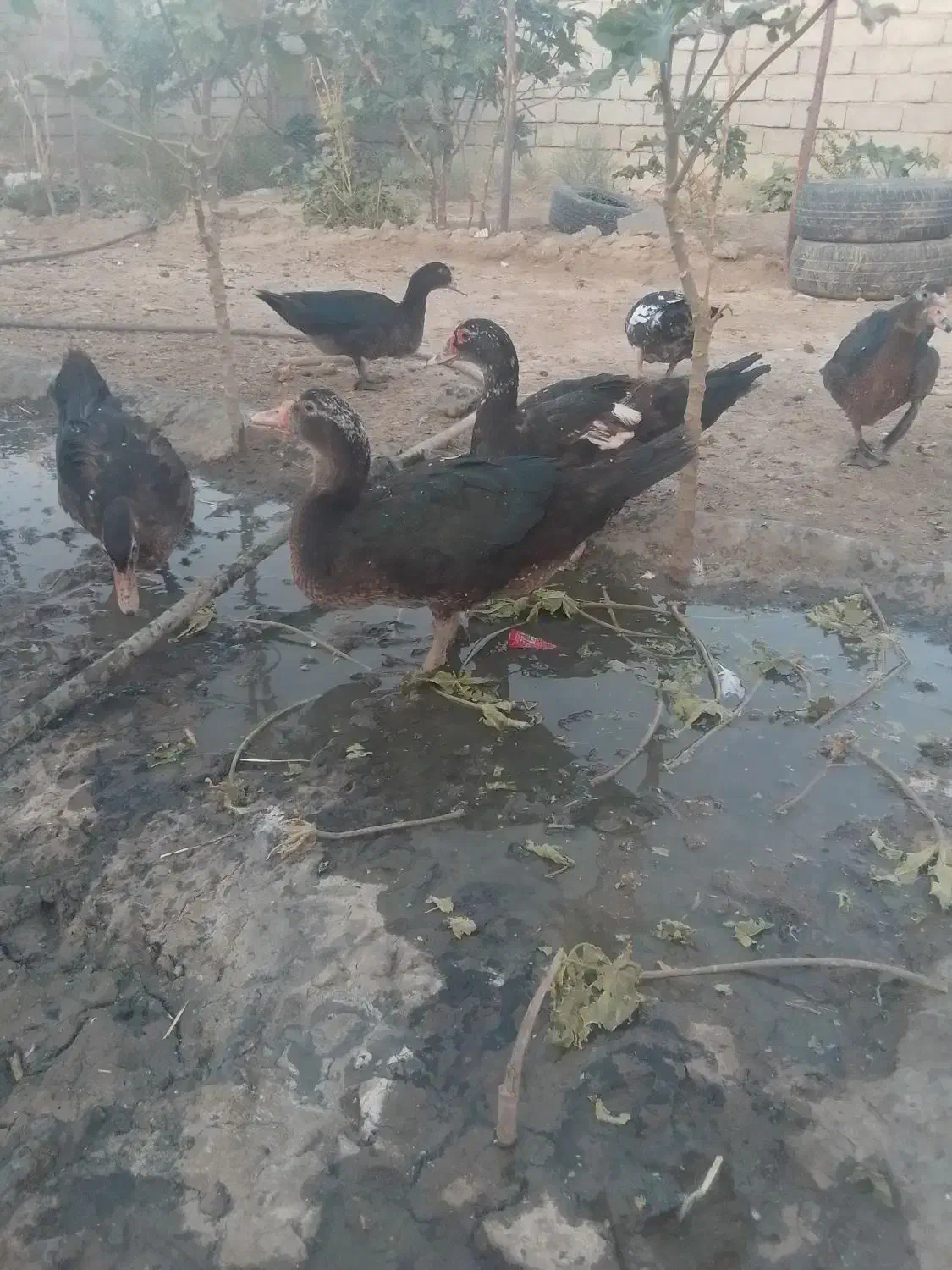 اردک معاوضه با مرغ و خروس|حیوانات مزرعه|زهک, |دیوار