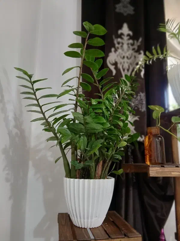 زامفولیا ۱ساله ریشه پر و سرحال و باکیفیت|گل و گیاه طبیعی|قائم‌شهر, |دیوار