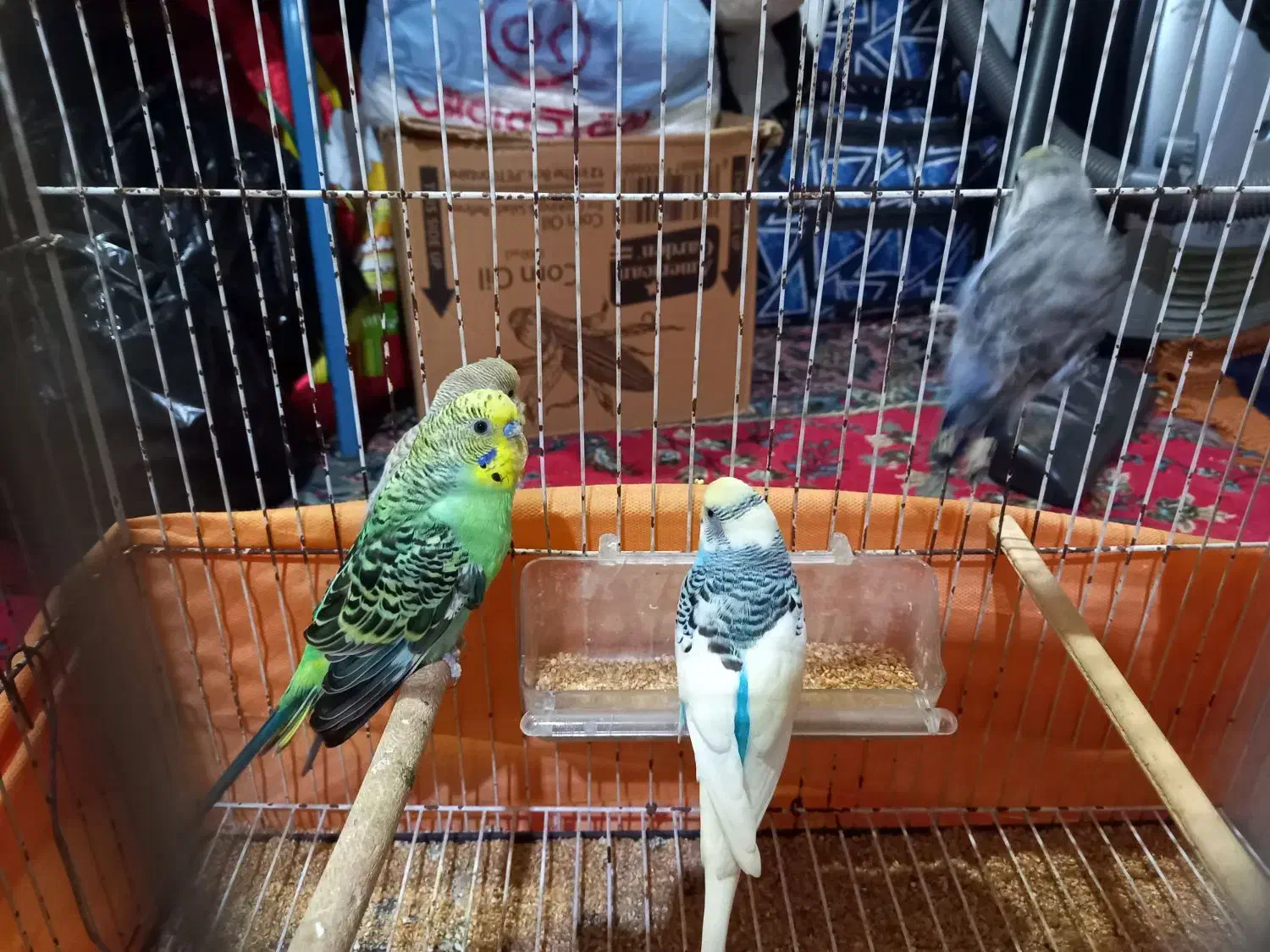 مرغ عشق|پرنده|بندر امام خمینی, |دیوار