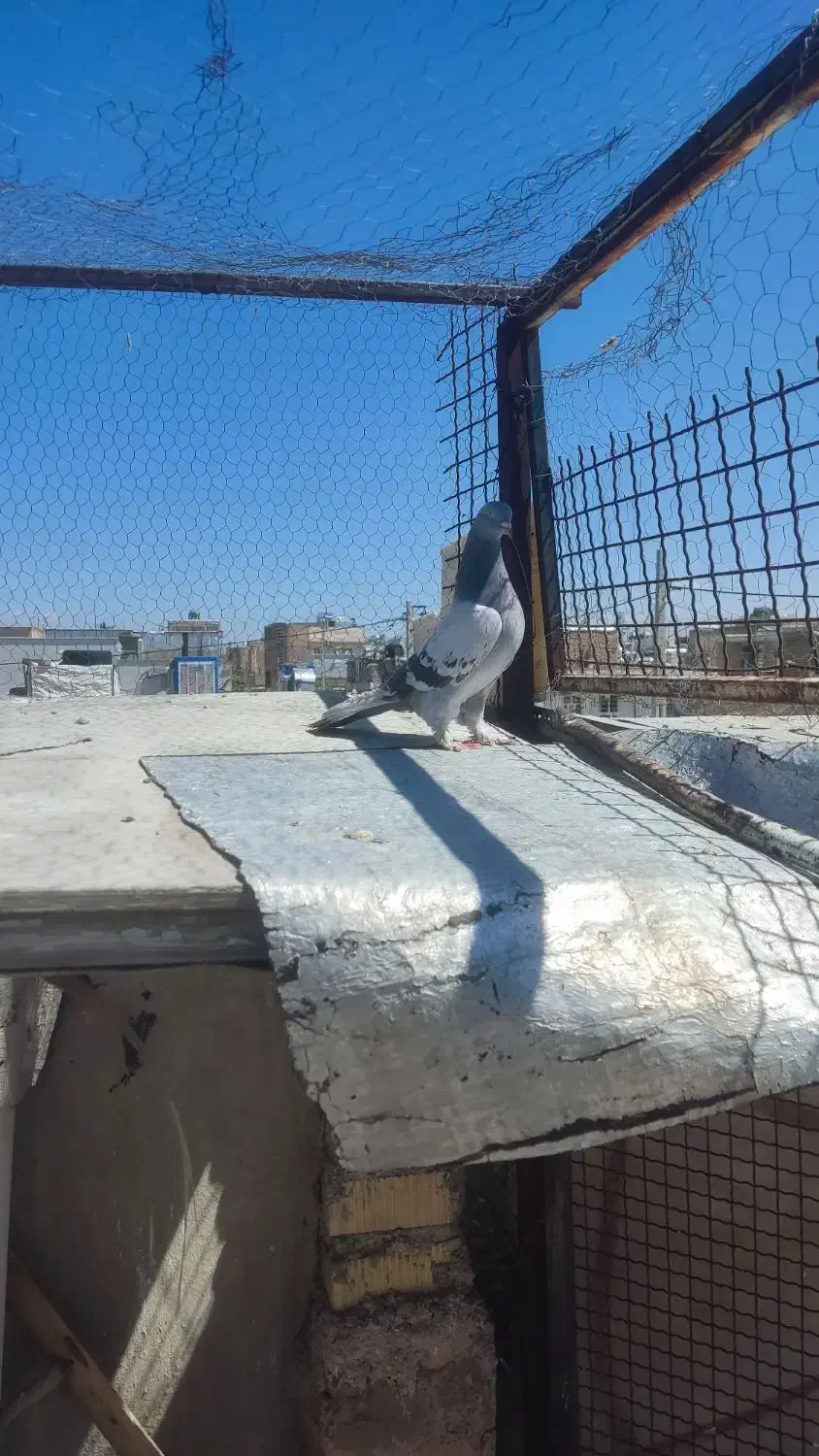 کفتر|پرنده|مرودشت, ابوذر جنوبی|دیوار